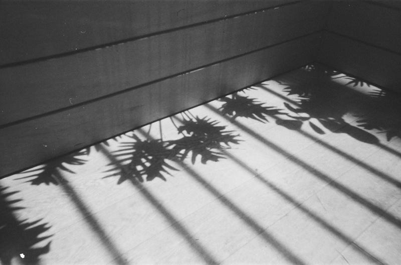 shadows cast on the floor of lines and plants