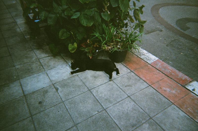 a black cat asleep on the sidewalk